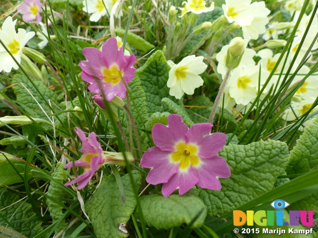 FZ012853 Primroses